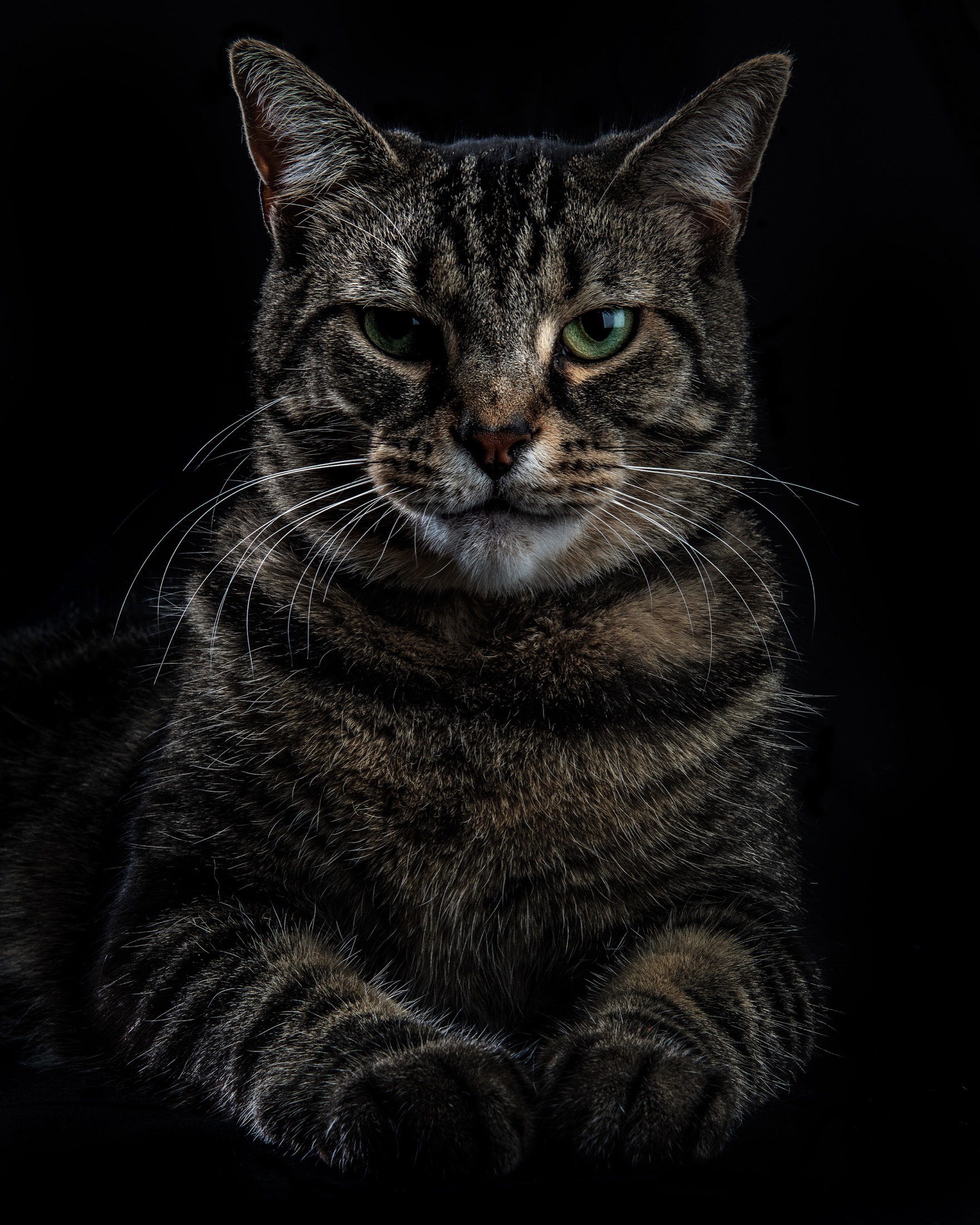 Studio portrait of a tabby cat