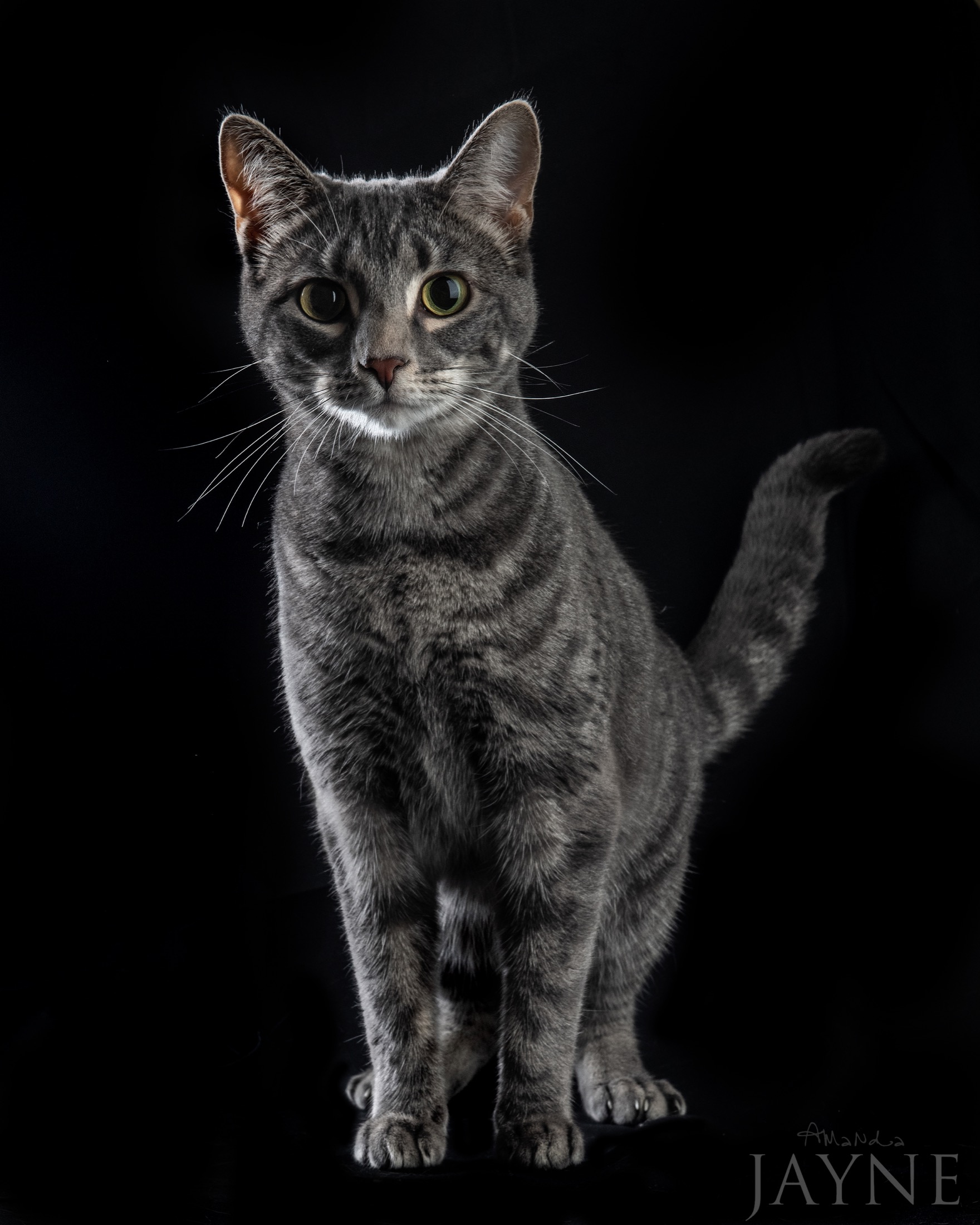 Full-length tabby cat portrait