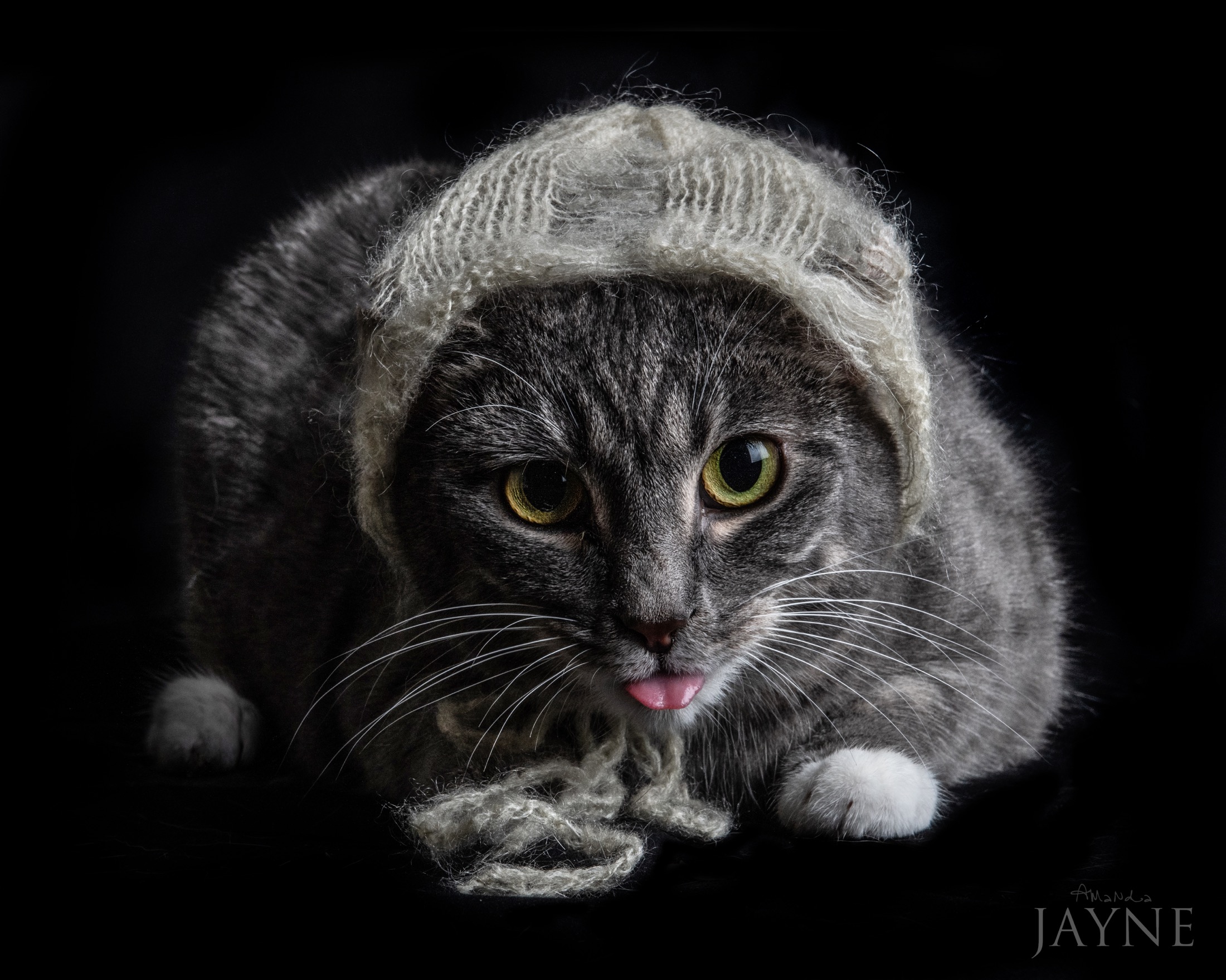 Cat in a knitted hat