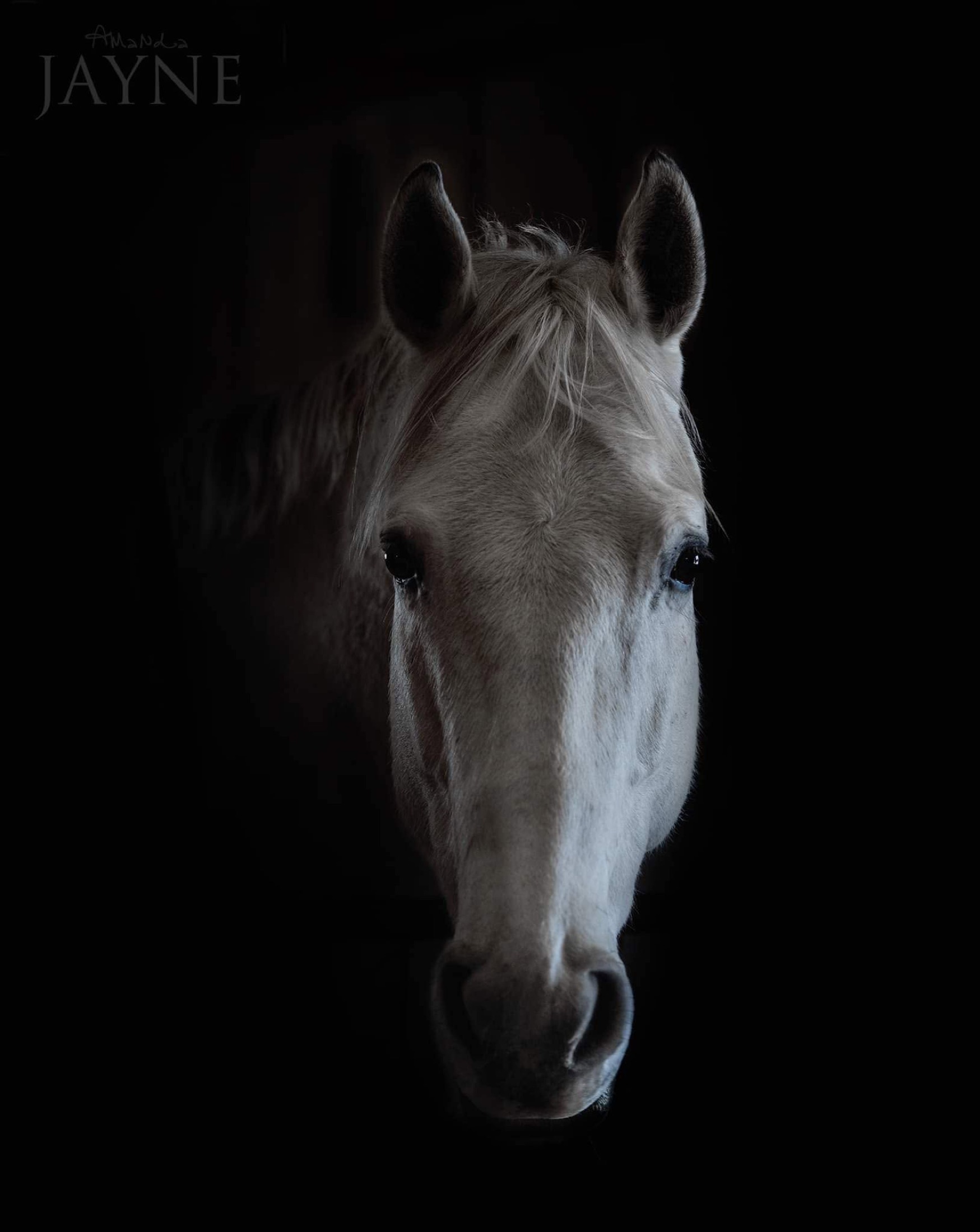 White horse portrait