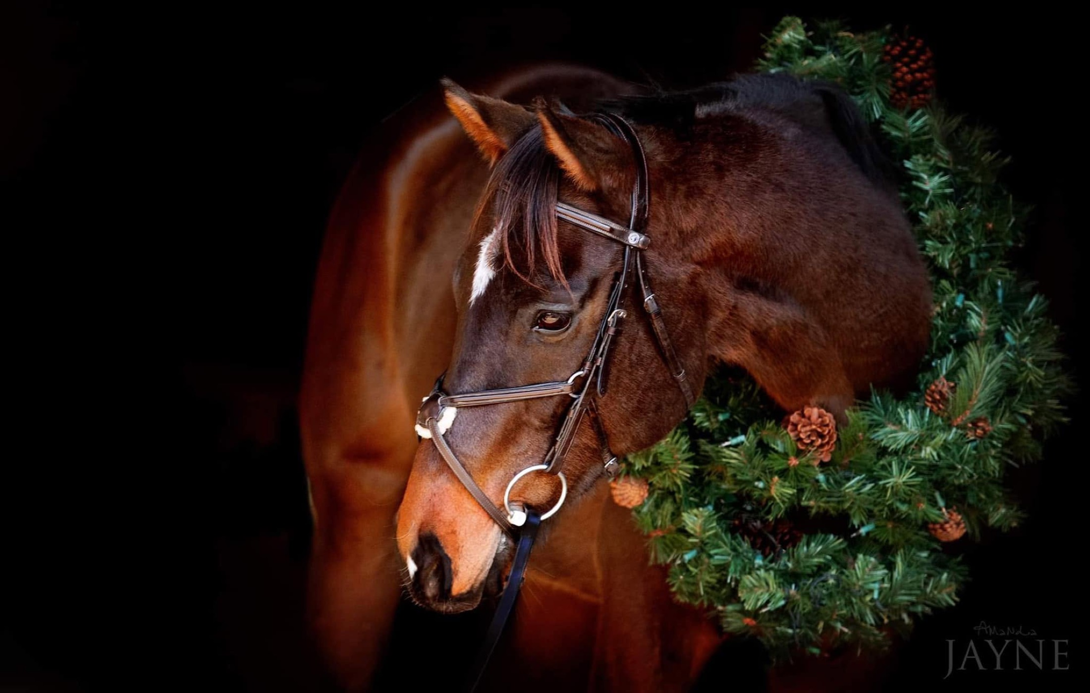 Holiday horse portrait