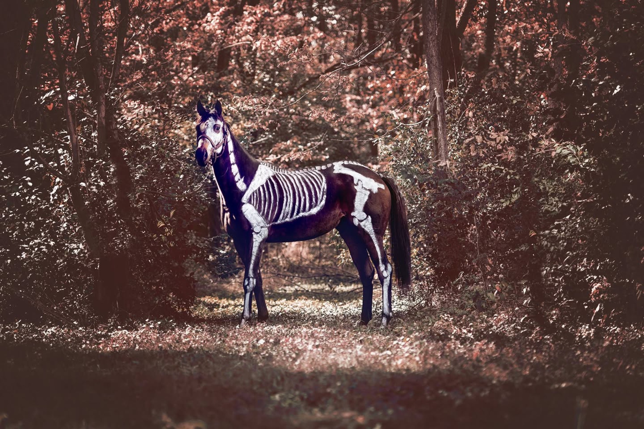 Painted horse in the woods