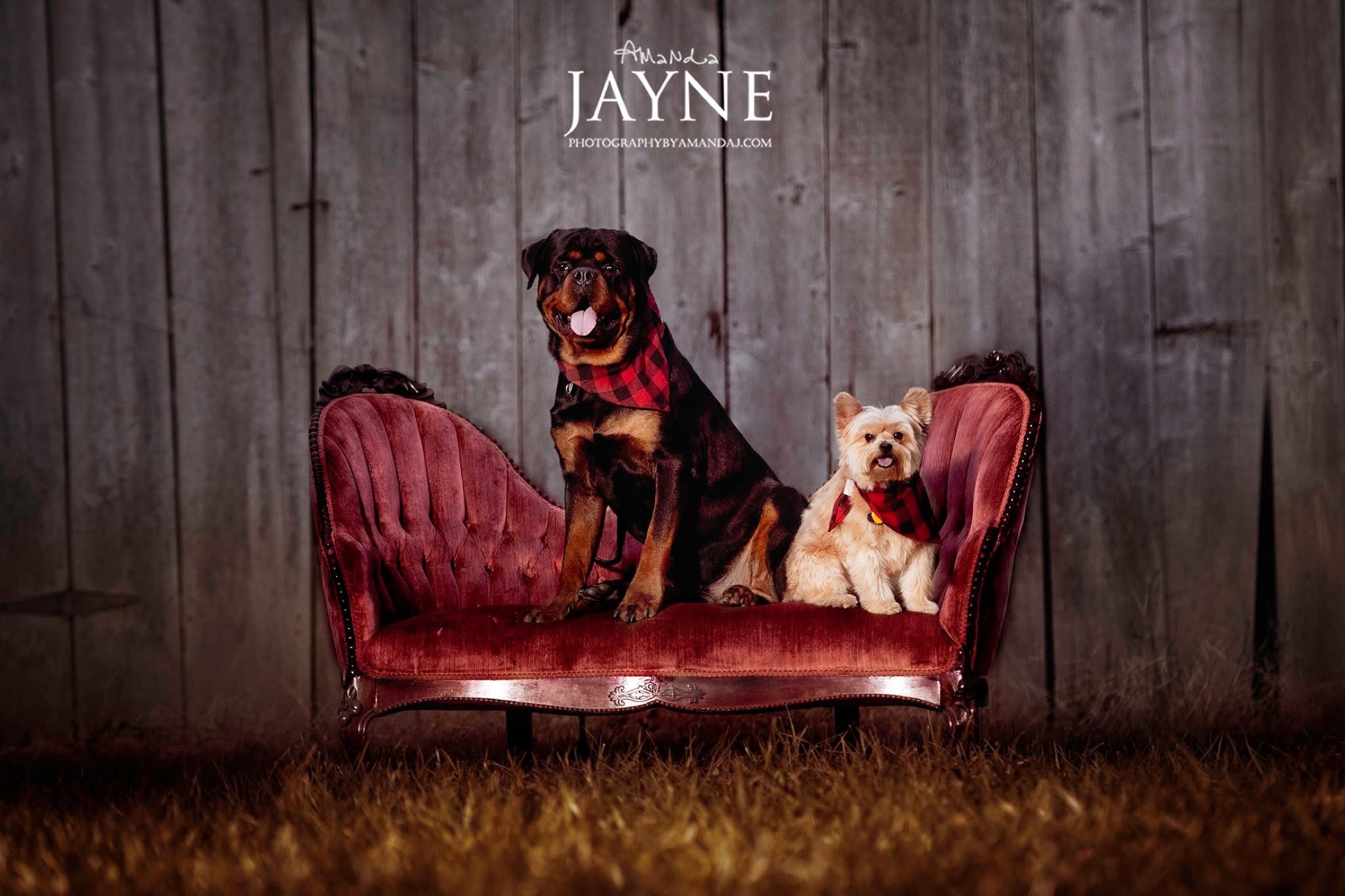 Two dogs on a vintage settee